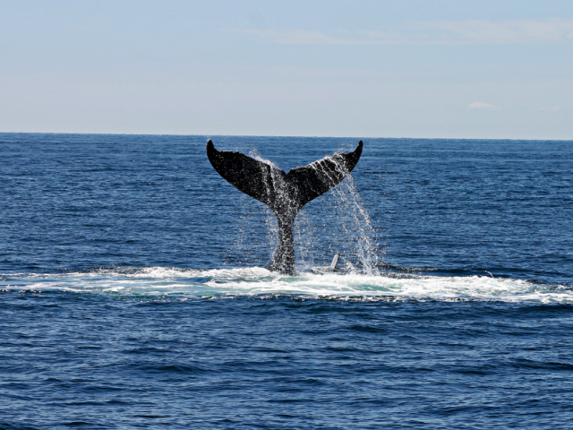 Impact Investing to Clean the Ocean: Blue Bonds